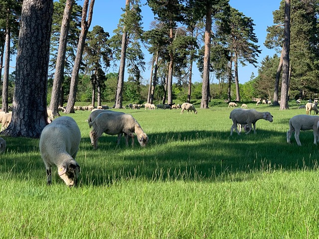 Free Herd Sheep photo and picture
