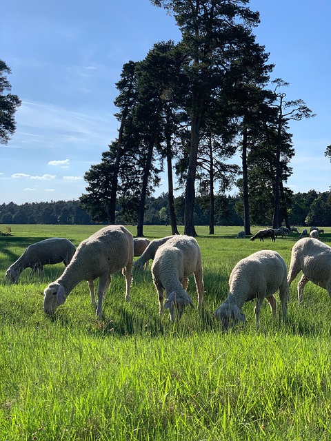 Free Herd Sheep photo and picture