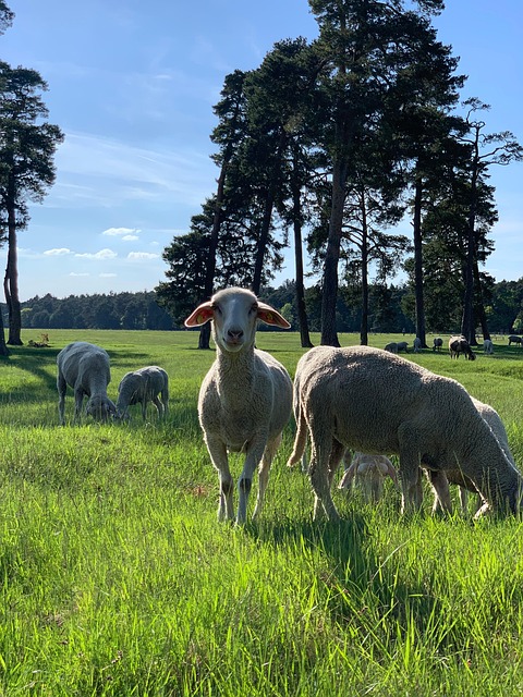 Free Herd Sheep photo and picture