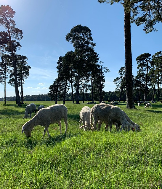 Free Herd Sheep photo and picture