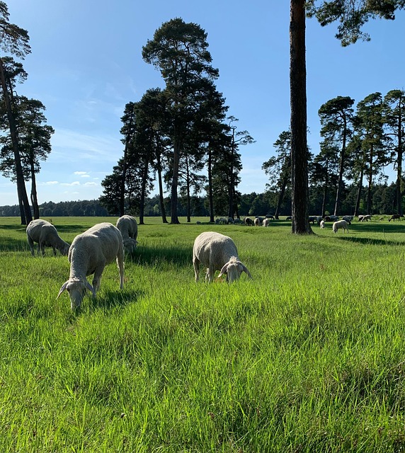 Free Grass Field photo and picture