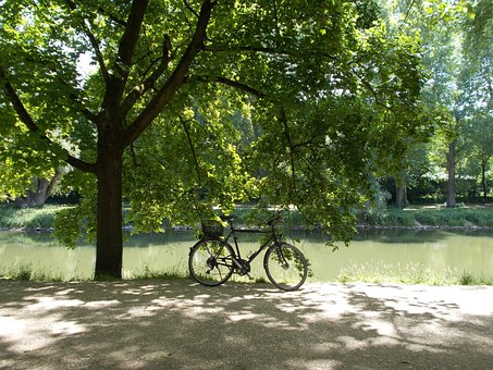 Free River Tree photo and picture