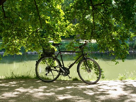 Free Forest Water photo and picture