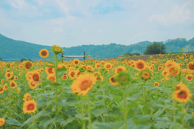 Free Sunflowers Sunflower Field photo and picture
