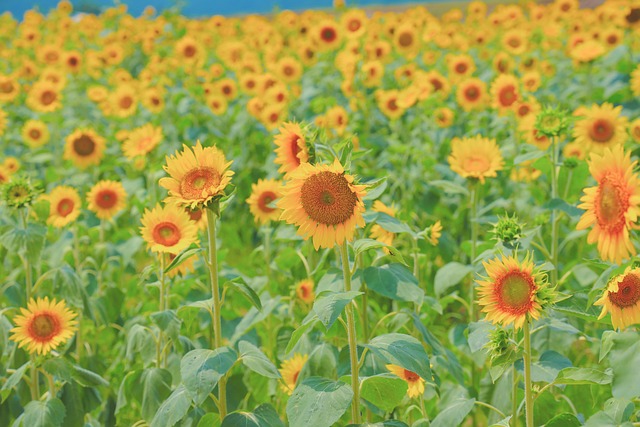 Free Sunflowers Sunflower Field photo and picture