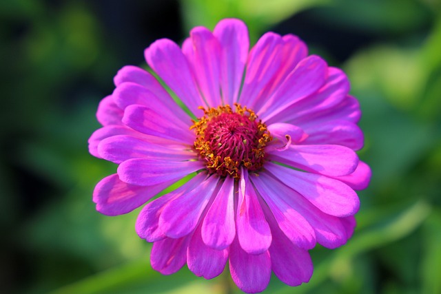 Free Common Zinnia Zinnia photo and picture