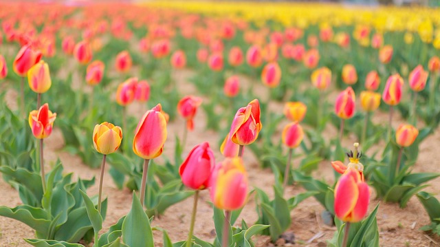 Free Pink Tulips Flower Background photo and picture