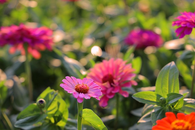 Free Zinnias Flower Background photo and picture