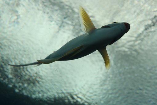 Fisk, Saltlage, Hav, Smuk