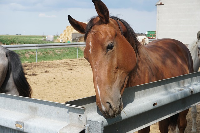 Free Horse Brown photo and picture