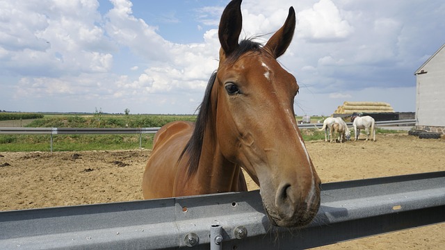 Free Horse Brown photo and picture