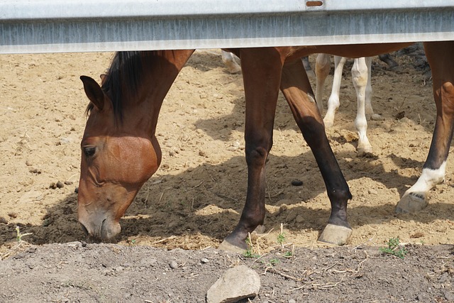 Free Horse Animal photo and picture