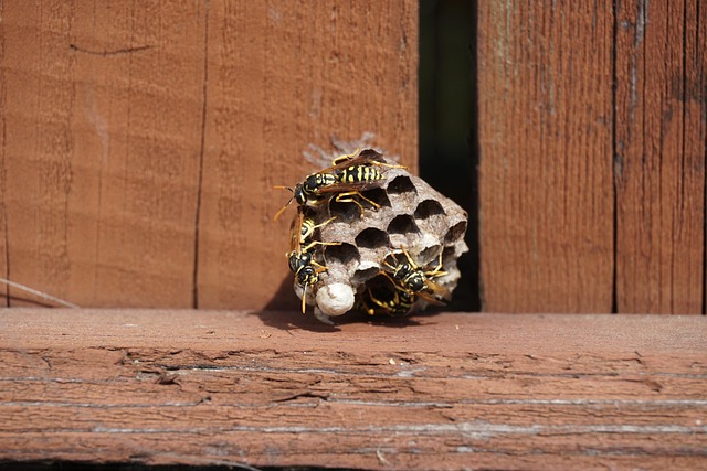 Free Wasps Insect photo and picture
