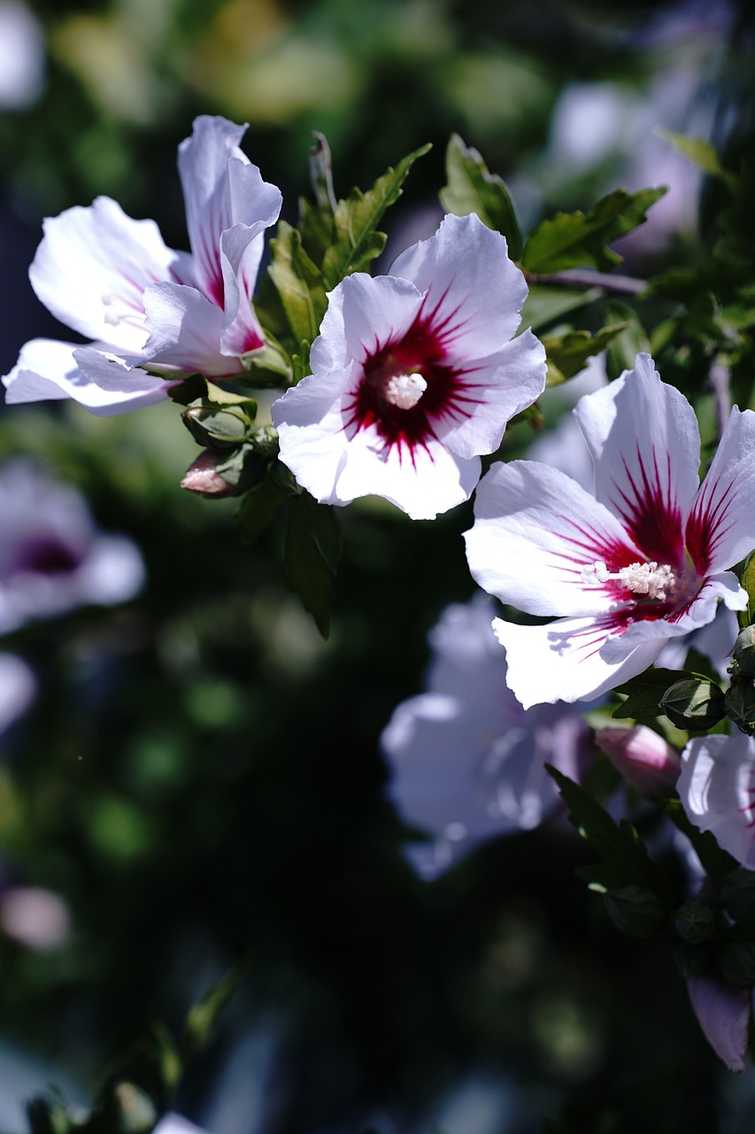 Blumen Blühend Garten Kostenloses Foto auf Pixabay Pixabay