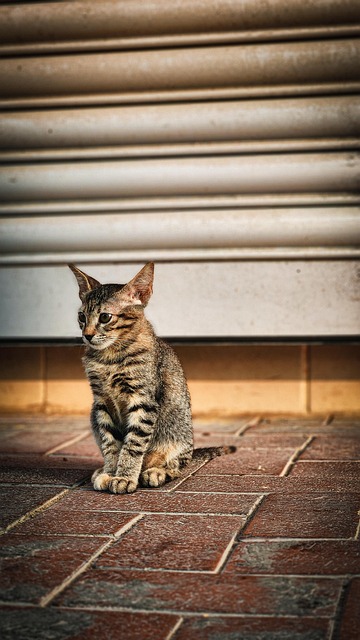Free Cat Animal photo and picture