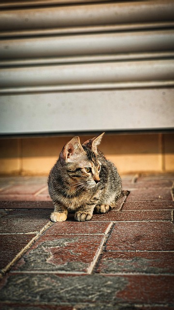Free Cat Animal photo and picture