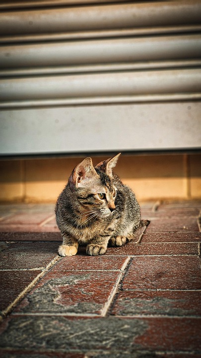 cat-7375630_960_720.jpg