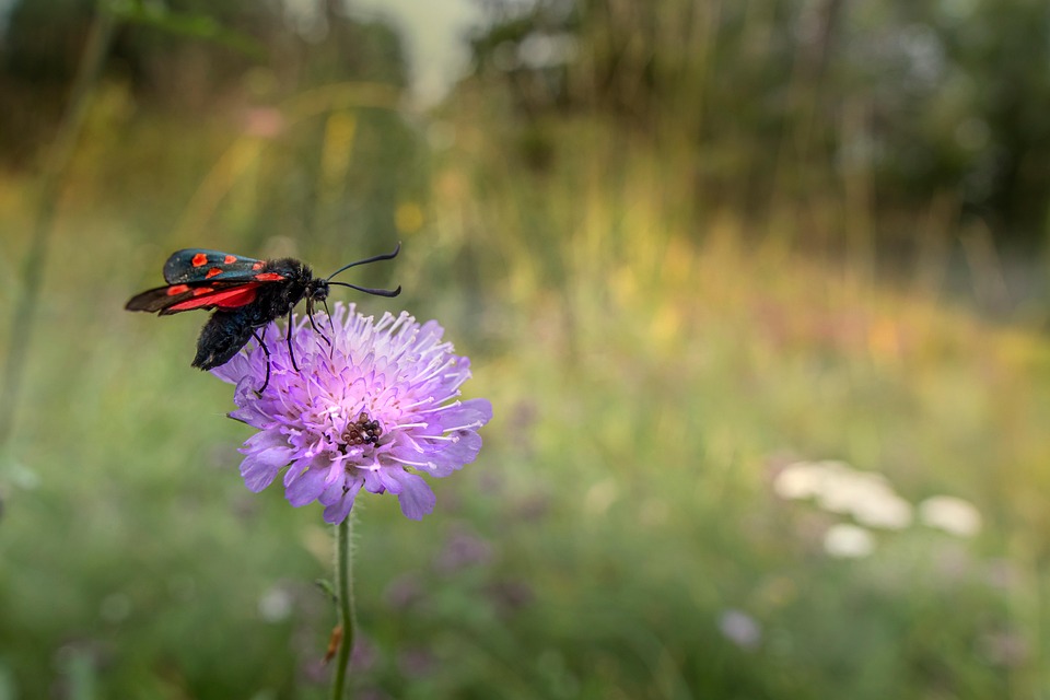 moth-7375842_960_720.jpg