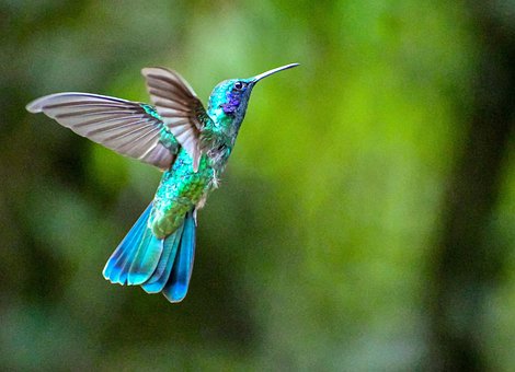 Kolibri, Vogel, Tierwelt, Natur