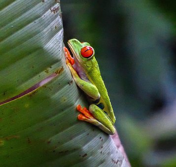 Frosch, Laubfrosch, Amphibie, Natur