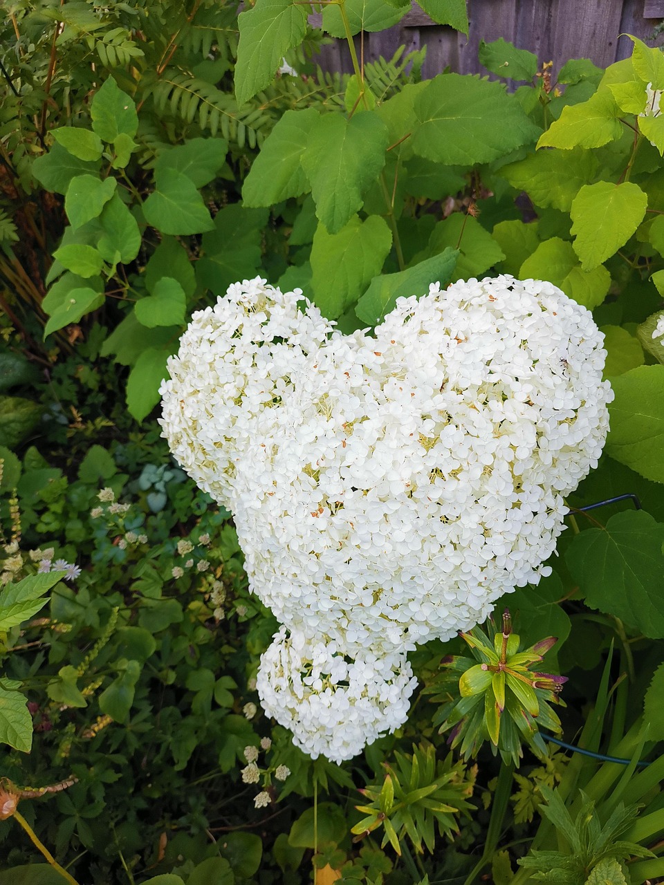 Hortensie WaldHortensie Blume Kostenloses Foto auf Pixabay Pixabay