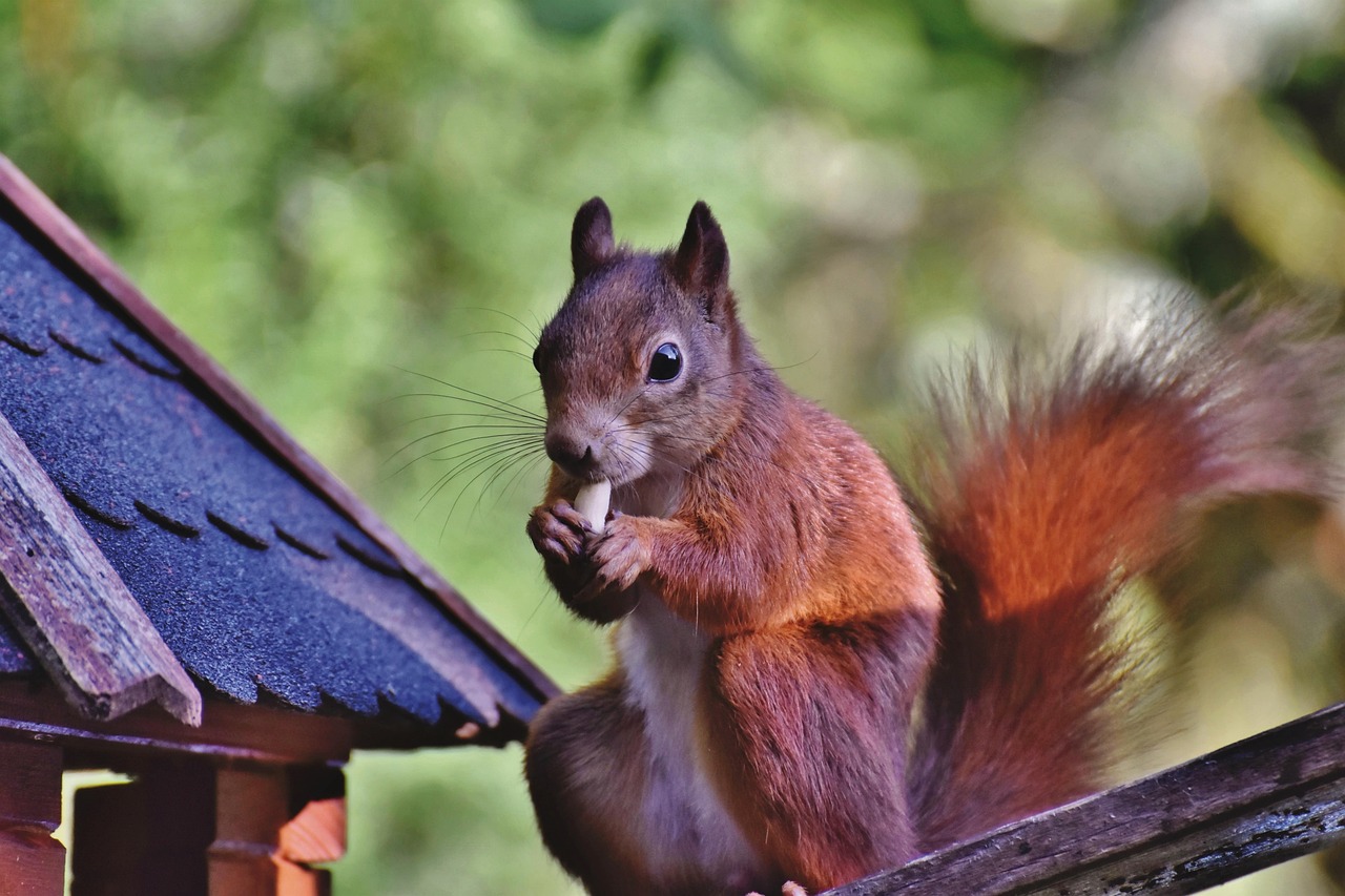 Squirrel Rodent Wildlife Free photo on Pixabay Pixabay