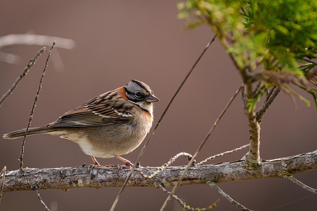 Plus De 100 000 Photos Gratuites De Oiseaux Et De Nature Pixabay