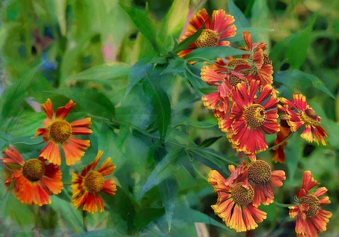 Blume, Hochsommer, Jahreszeit, Herbst