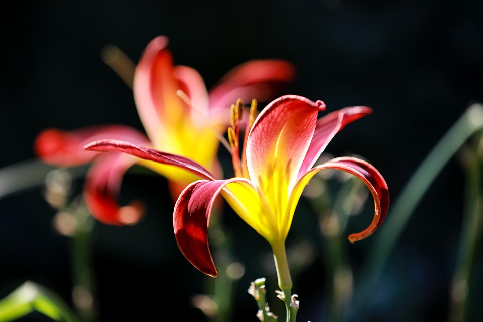lilies-7376581_960_720.jpg