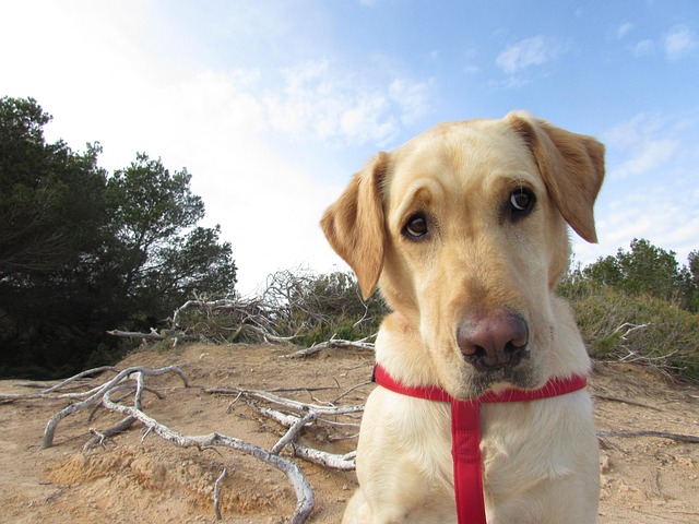 Free Labrador Look photo and picture