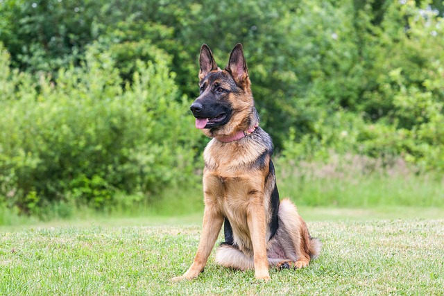 german shepherd, nature, dog, pet, canine, shepherd, shepherd dog, animal