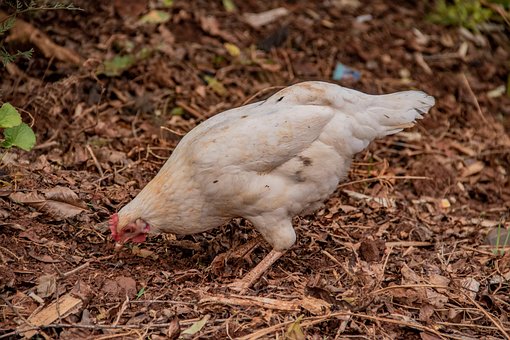Hähnchen, Vogel, Schnabel, Federn
