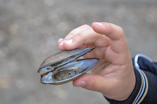 Rana, Cáscara, Naturaleza
