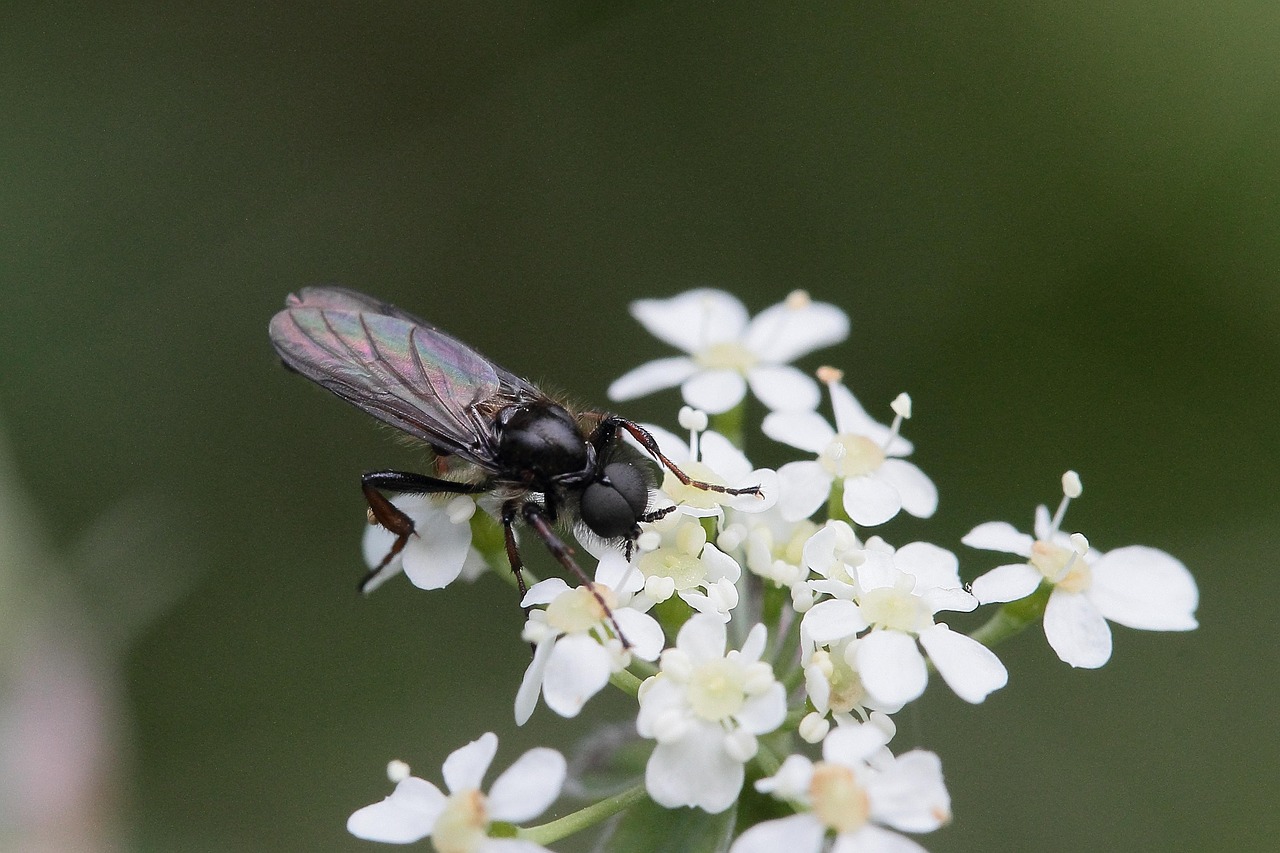 hair gnat, mosquito, flower umbel, blossoms, wild plant, nature, mosquito, mosquito, mosquito, mosquito, mosquito