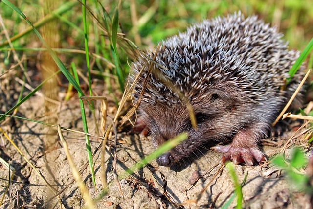 Porco Espinho, Animais, Jardim, Natureza