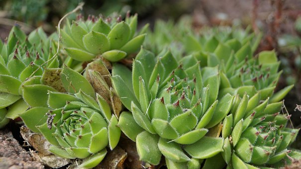 Free Houseleeks Succulents photo and picture