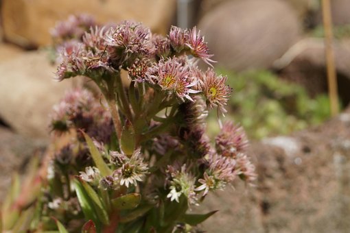 Free Succulent Plant photo and picture