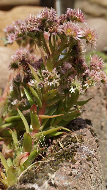 Free Succulent Plant photo and picture