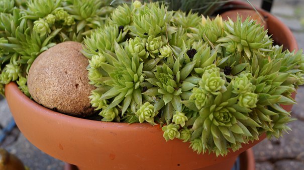 Free Succulent Plant photo and picture