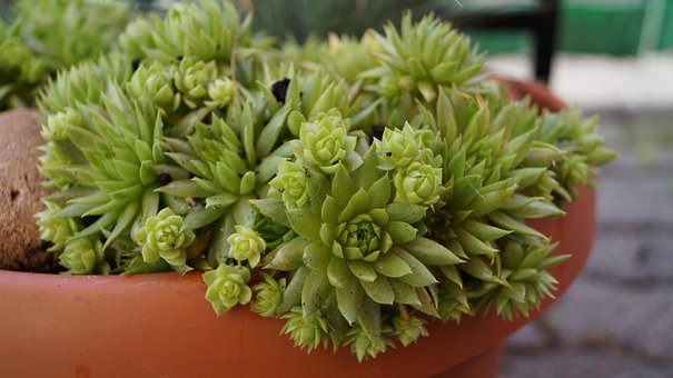 Free Succulent Plant photo and picture
