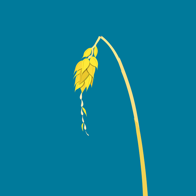 Free wheat grain plant vector