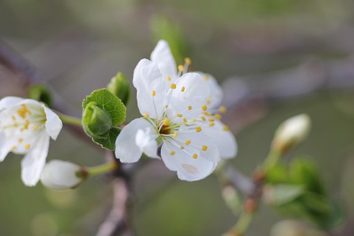 Flores De Maçã, Flores Brancas
