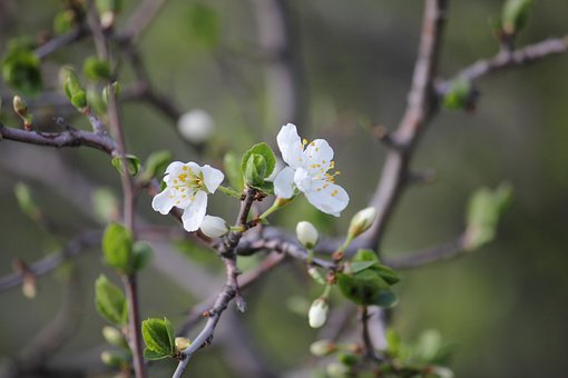 Flores De Maçã