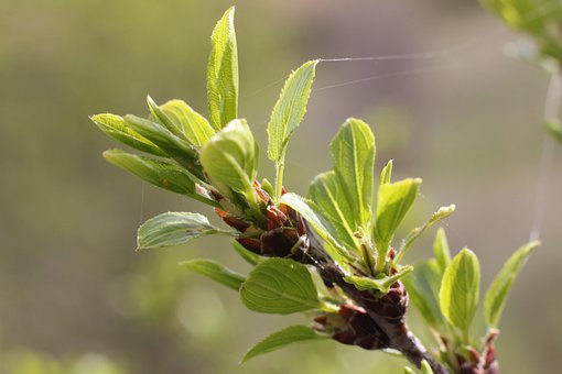 Primavera, Folhas, Folhagem