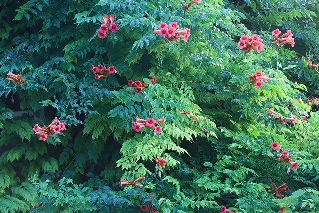 Free Bloom Flower photo and picture