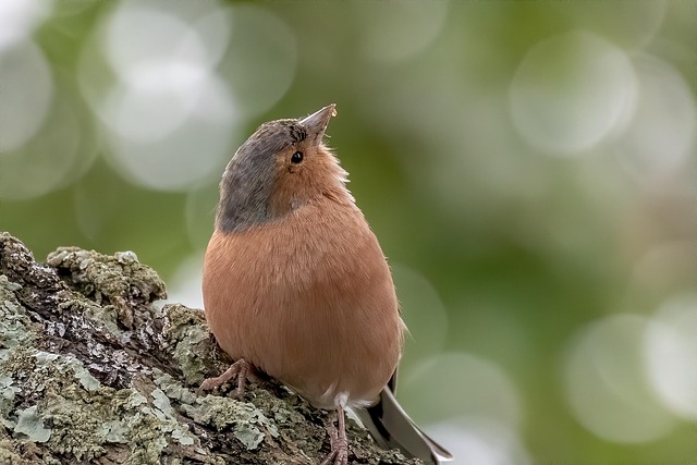 Free Bird Chaffinch photo and picture
