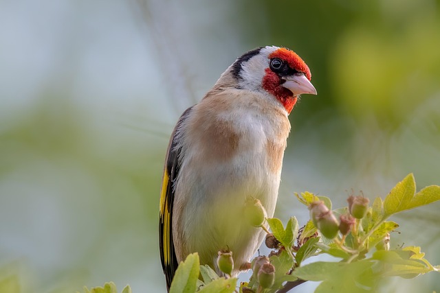 Free Bird Goldfinch photo and picture