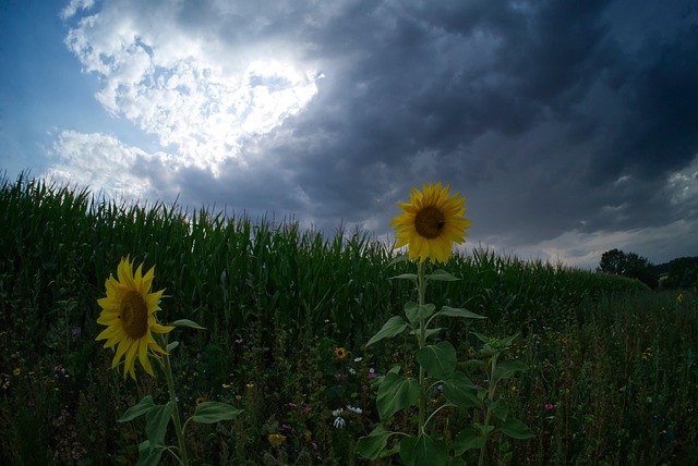 Wolkenstimmung, Sonnenblumen Am Maisfeld