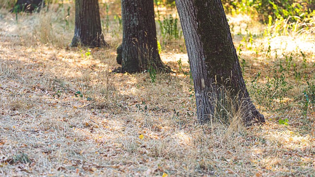 Free Trees Meadow photo and picture