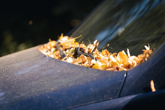 Free Automobile Leaves photo and picture